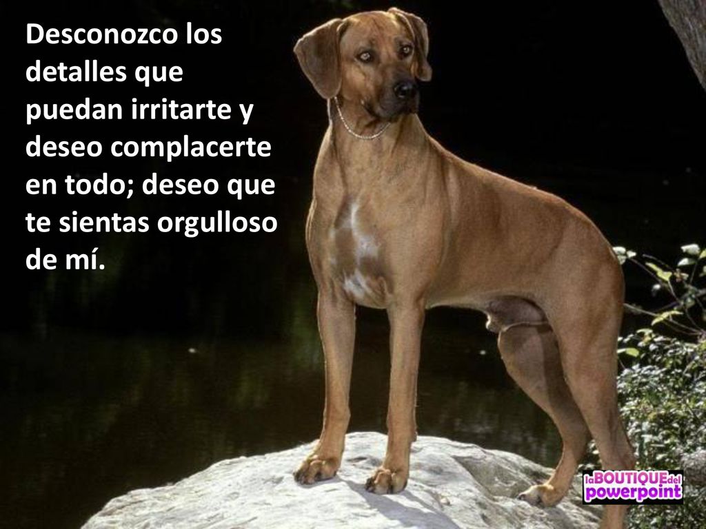 Desconozco los detalles que puedan irritarte y deseo complacerte en todo; deseo que te sientas orgulloso de mí.