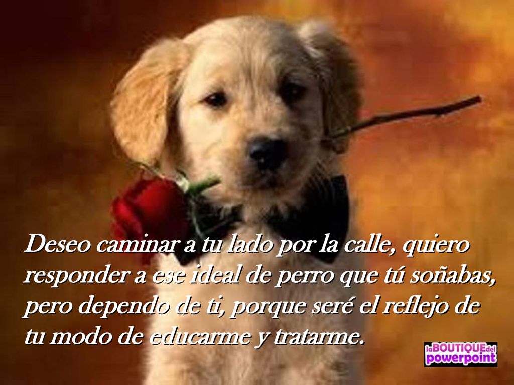 Deseo caminar a tu lado por la calle, quiero responder a ese ideal de perro que tú soñabas, pero dependo de ti, porque seré el reflejo de tu modo de educarme y tratarme.