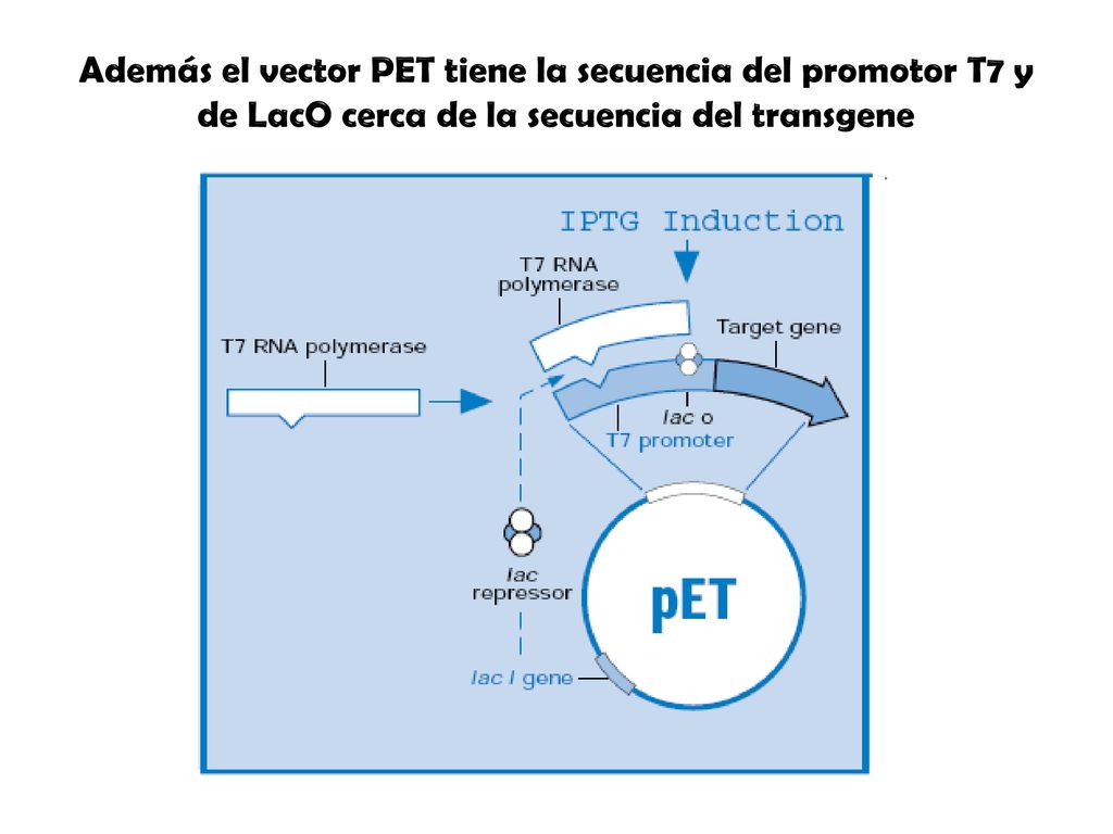 Además el vector PET tiene la secuencia del promotor T7 y de LacO cerca de la secuencia del transgene