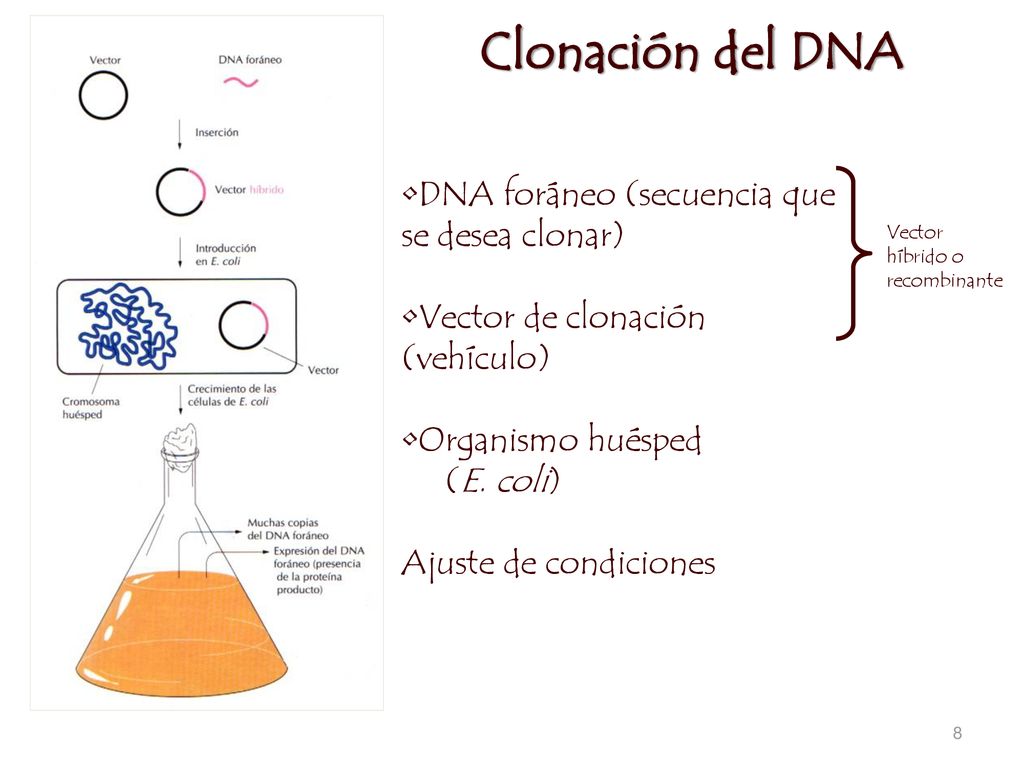 Clonación del DNA DNA foráneo (secuencia que se desea clonar)