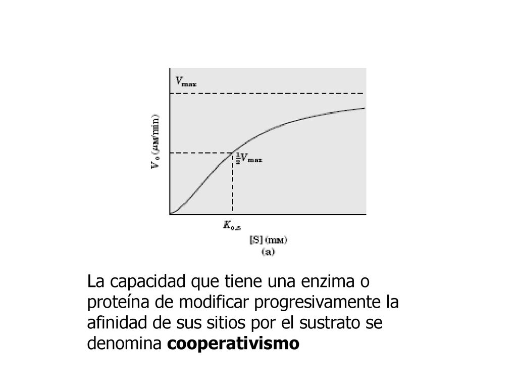 La capacidad que tiene una enzima o proteína de modificar progresivamente la afinidad de sus sitios por el sustrato se denomina cooperativismo