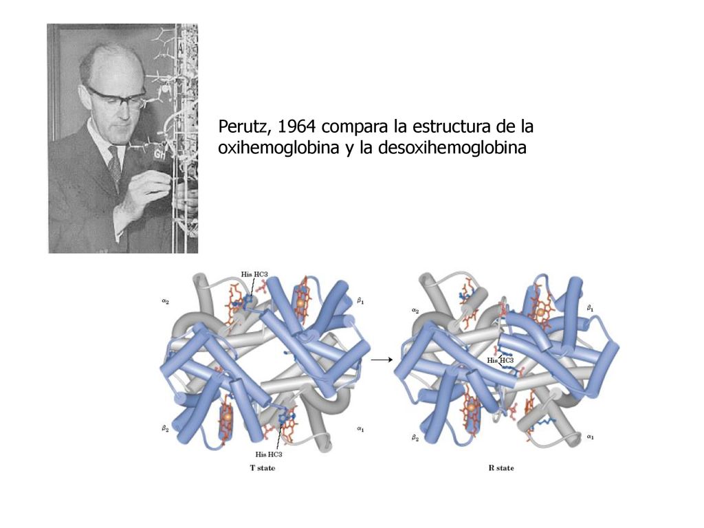 Perutz, 1964 compara la estructura de la oxihemoglobina y la desoxihemoglobina