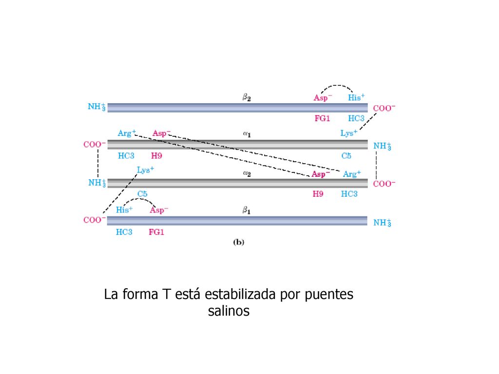 La forma T está estabilizada por puentes salinos