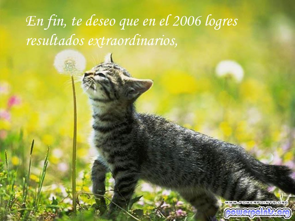 En fin, te deseo que en el 2006 logres resultados extraordinarios,