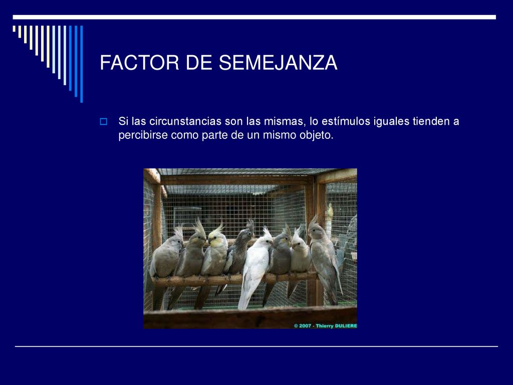 FACTOR DE SEMEJANZA Si las circunstancias son las mismas, lo estímulos iguales tienden a percibirse como parte de un mismo objeto.