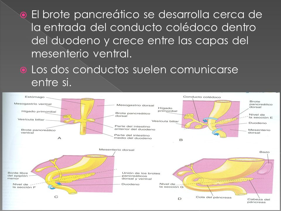 El brote pancreático se desarrolla cerca de la entrada del conducto colédoco dentro del duodeno y crece entre las capas del mesenterio ventral.