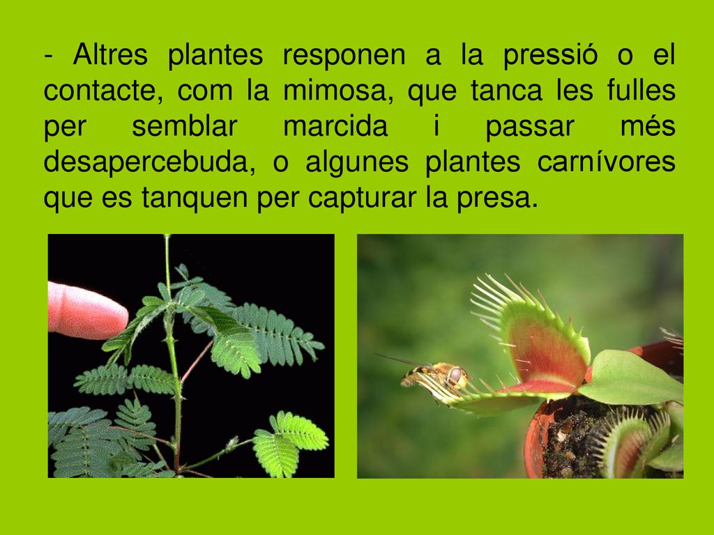 - Altres plantes responen a la pressió o el contacte, com la mimosa, que tanca les fulles per semblar marcida i passar més desapercebuda, o algunes plantes carnívores que es tanquen per capturar la presa.