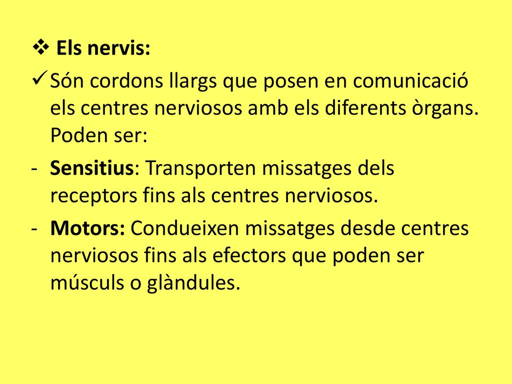 Els nervis: Són cordons llargs que posen en comunicació els centres nerviosos amb els diferents òrgans. Poden ser: