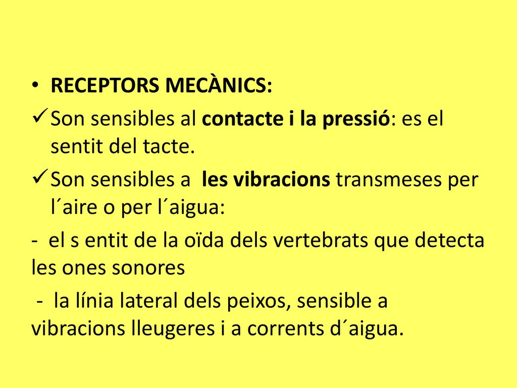 RECEPTORS MECÀNICS: Son sensibles al contacte i la pressió: es el sentit del tacte.
