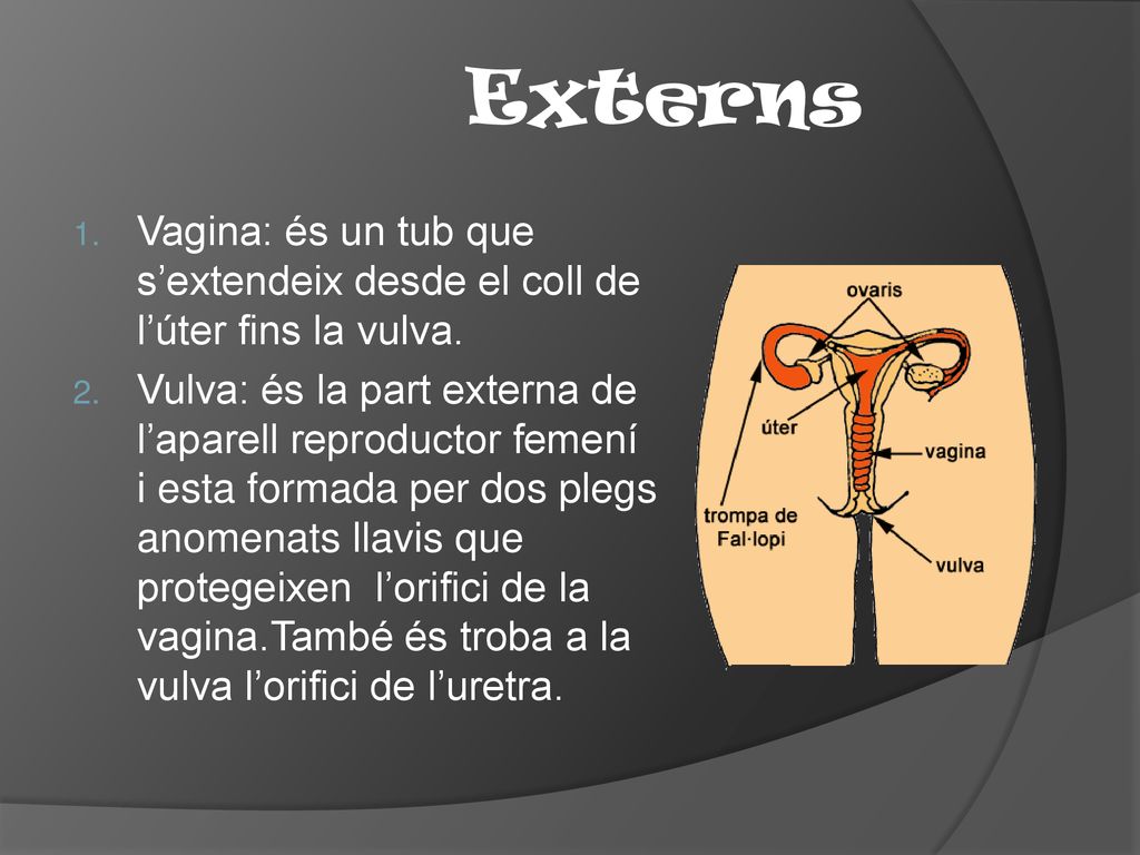 Externs Vagina: és un tub que s’extendeix desde el coll de l’úter fins la vulva.
