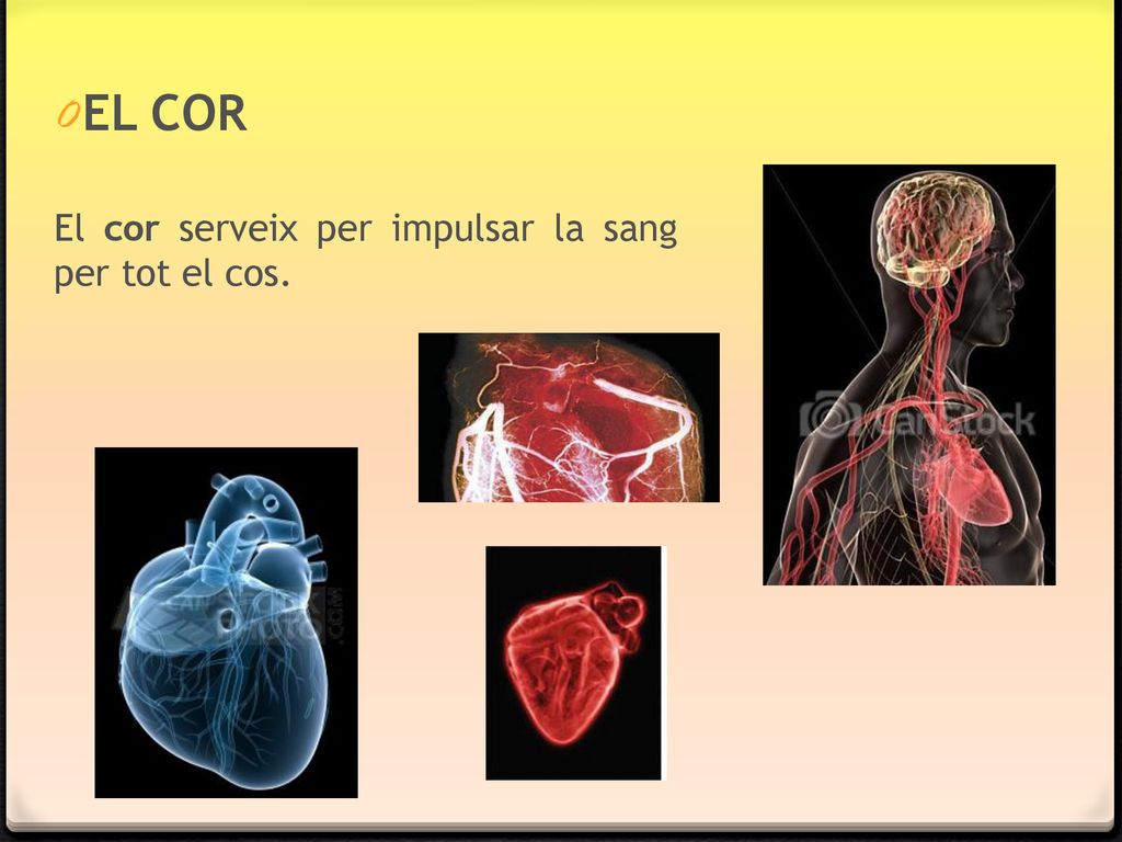 EL COR El cor serveix per impulsar la sang per tot el cos.
