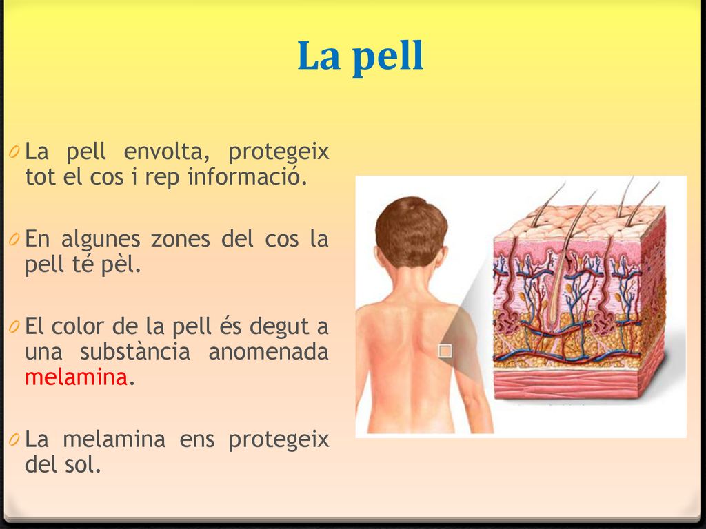 La pell La pell envolta, protegeix tot el cos i rep informació.