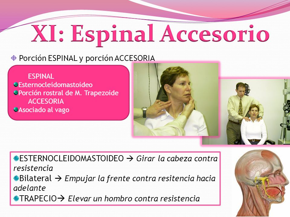 XI: Espinal Accesorio Porción ESPINAL y porción ACCESORIA. ESPINAL. Esternocleidomastoideo. Porción rostral de M. Trapezoide.