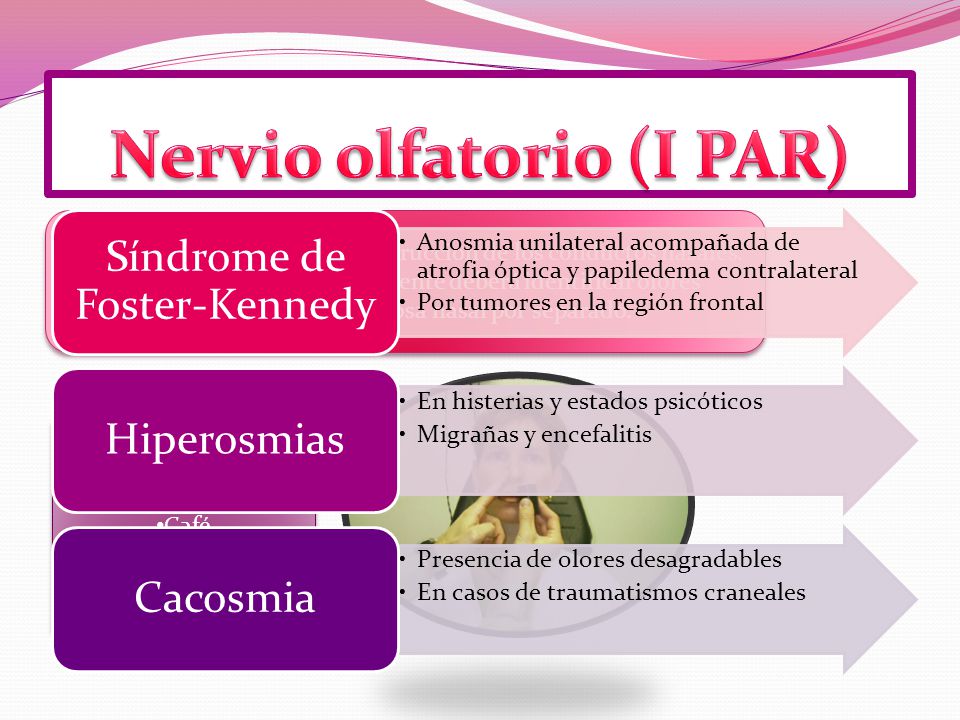 Nervio olfatorio (I PAR)