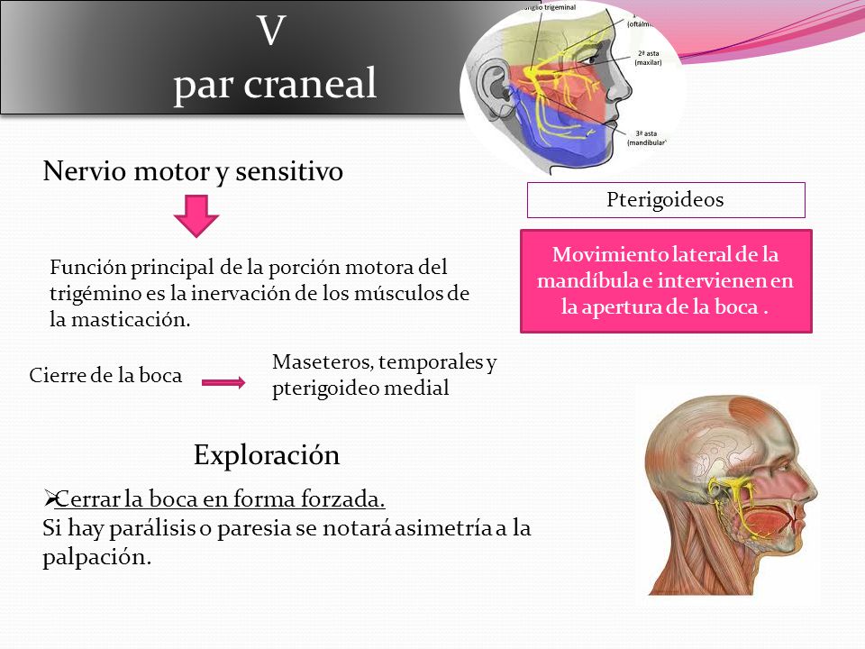 V par craneal Nervio motor y sensitivo Exploración