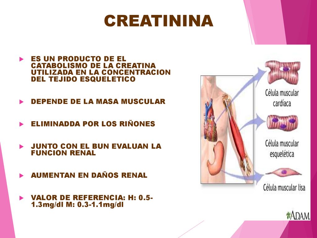 CREATININA ES UN PRODUCTO DE EL CATABOLISMO DE LA CREATINA UTILIZADA EN LA CONCENTRACION DEL TEJIDO ESQUELETICO.