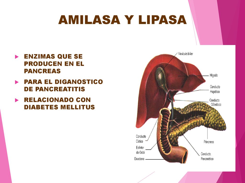 AMILASA Y LIPASA ENZIMAS QUE SE PRODUCEN EN EL PANCREAS
