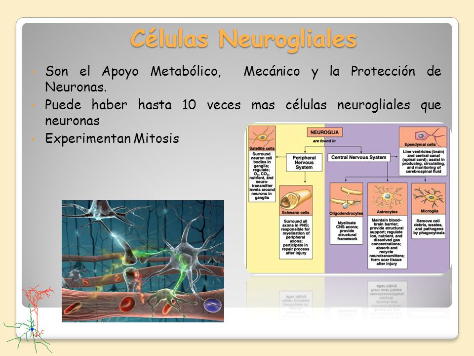 Células Neurogliales Son el Apoyo Metabólico, Mecánico y la Protección de Neuronas.