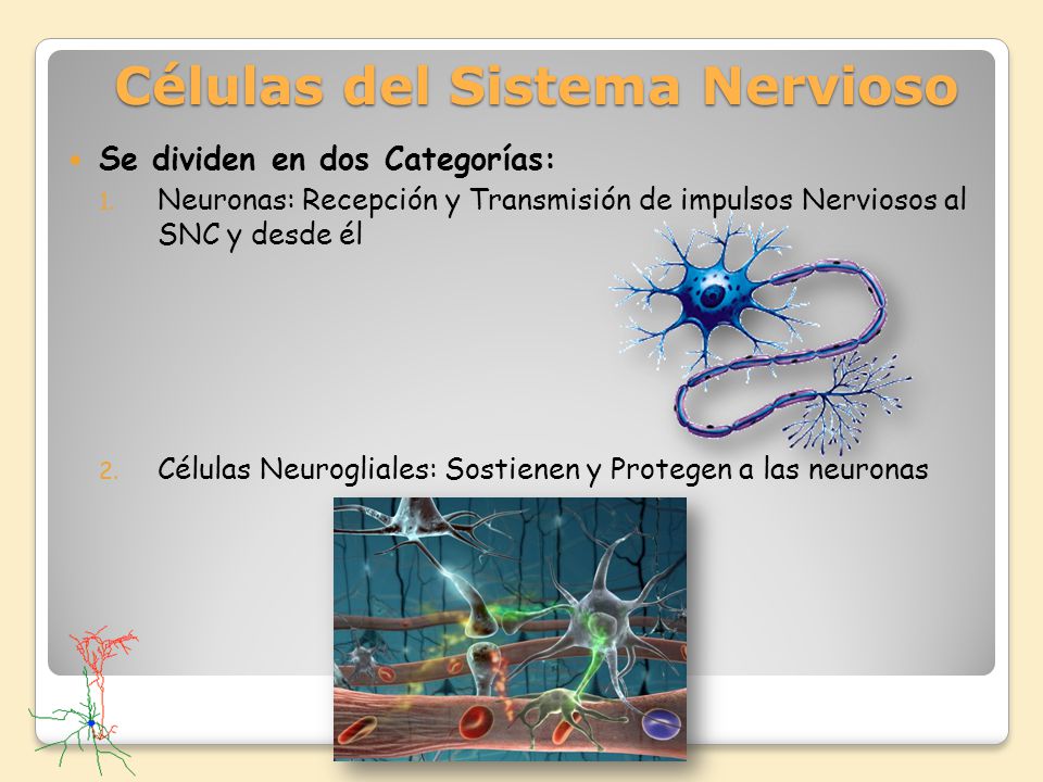 Células del Sistema Nervioso