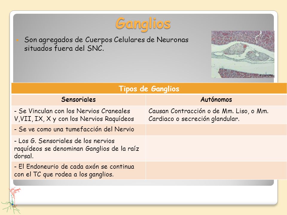 Ganglios Son agregados de Cuerpos Celulares de Neuronas situados fuera del SNC. Tipos de Ganglios.