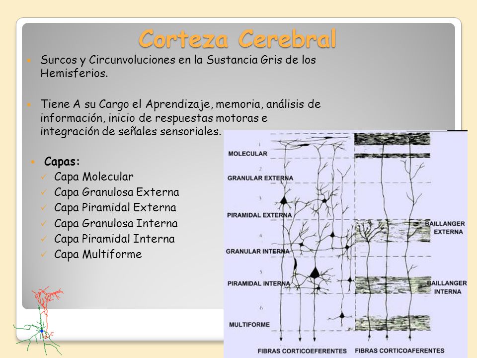 Corteza Cerebral Surcos y Circunvoluciones en la Sustancia Gris de los Hemisferios.