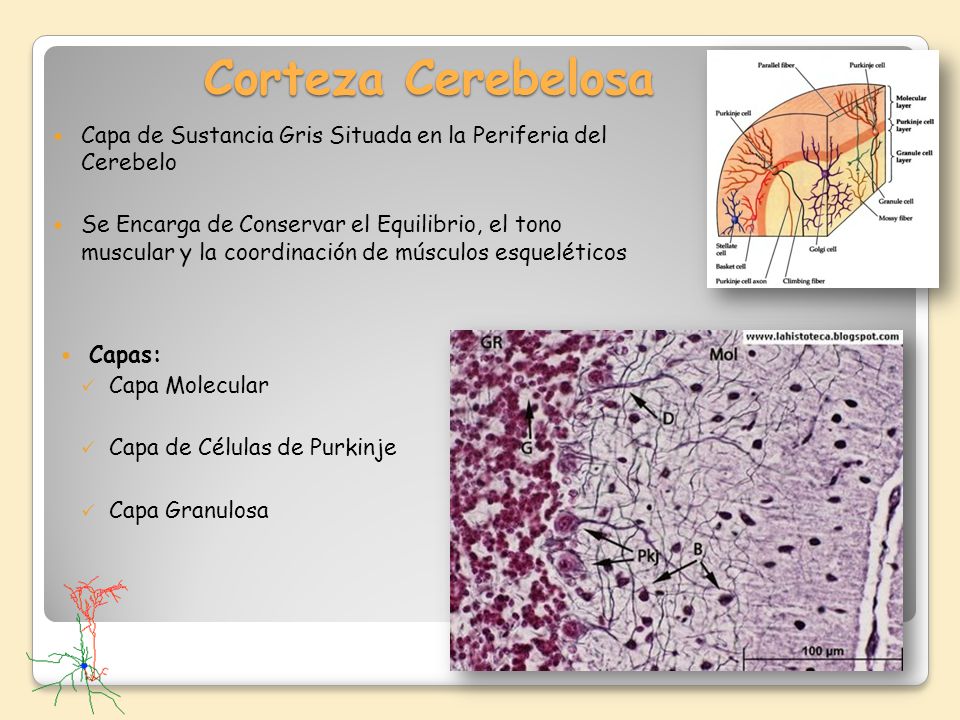 Corteza Cerebelosa Capa de Sustancia Gris Situada en la Periferia del Cerebelo.