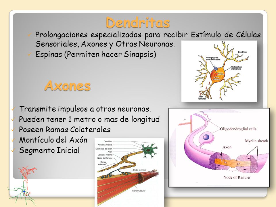 Dendritas Prolongaciones especializadas para recibir Estímulo de Células Sensoriales, Axones y Otras Neuronas.