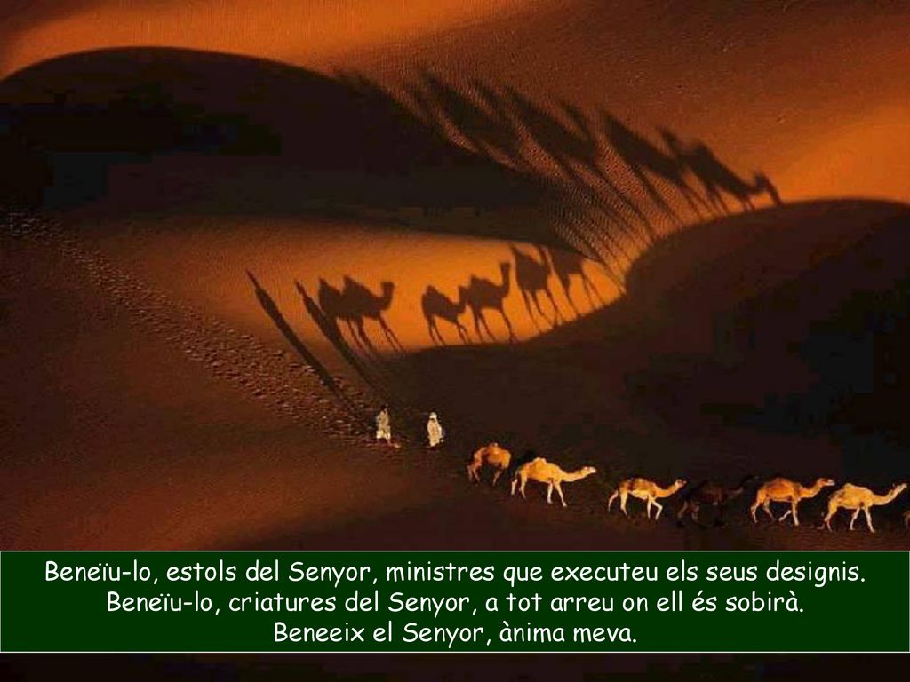 Beneïu-lo, criatures del Senyor, a tot arreu on ell és sobirà.