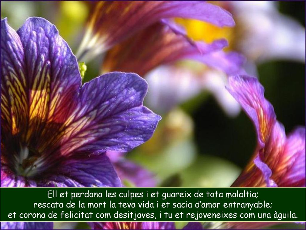 Ell et perdona les culpes i et guareix de tota malaltia;