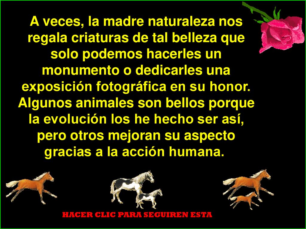 A veces, la madre naturaleza nos regala criaturas de tal belleza que solo podemos hacerles un monumento o dedicarles una exposición fotográfica en su honor. Algunos animales son bellos porque la evolución los he hecho ser así, pero otros mejoran su aspecto gracias a la acción humana.