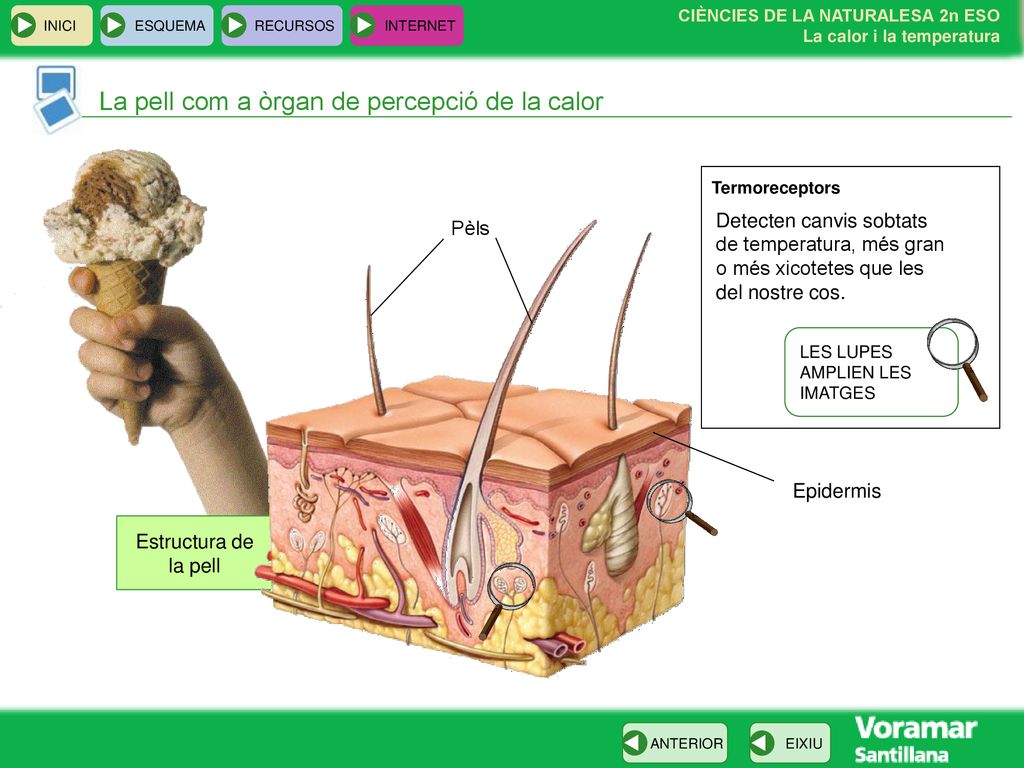 La pell com a òrgan de percepció de la calor