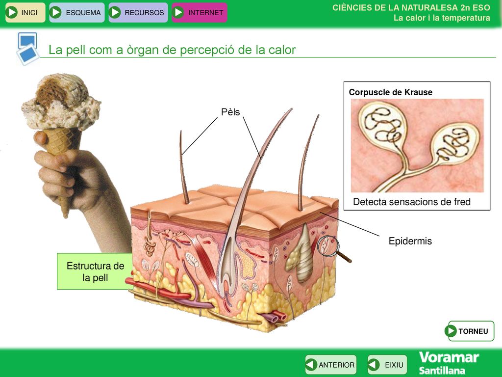 La pell com a òrgan de percepció de la calor
