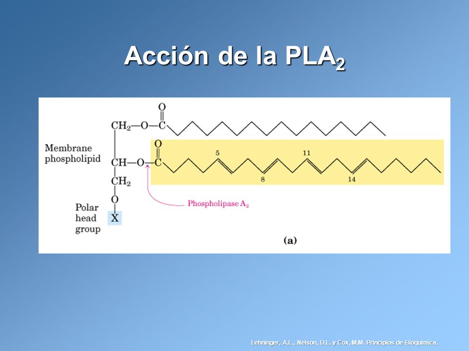 Acción de la PLA2 Lehninger, A.L., Nelson, D.L. y Cox, M.M. Principios de Bioquímica.