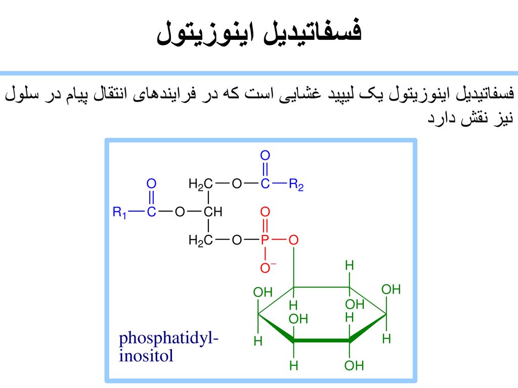 فسفاتیدیل اینوزیتول فسفاتیدیل اینوزیتول یک لیپید غشایی است که در فرایندهای انتقال پیام در سلول نیز نقش دارد.