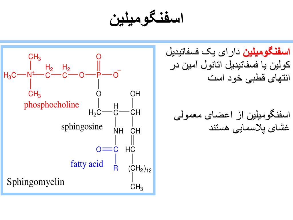اسفنگومیلین اسفنگومیلین دارای یک فسفاتیدیل کولین یا فسفاتیدیل اتانول آمین در انتهای قطبی خود است.