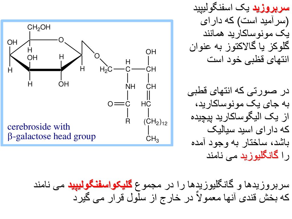 سربروزید یک اسفنگولیپید (سرآمید است) که دارای یک مونوساکارید همانند گلوکز یا گالاکتوز به عنوان انتهای قظبی خود است