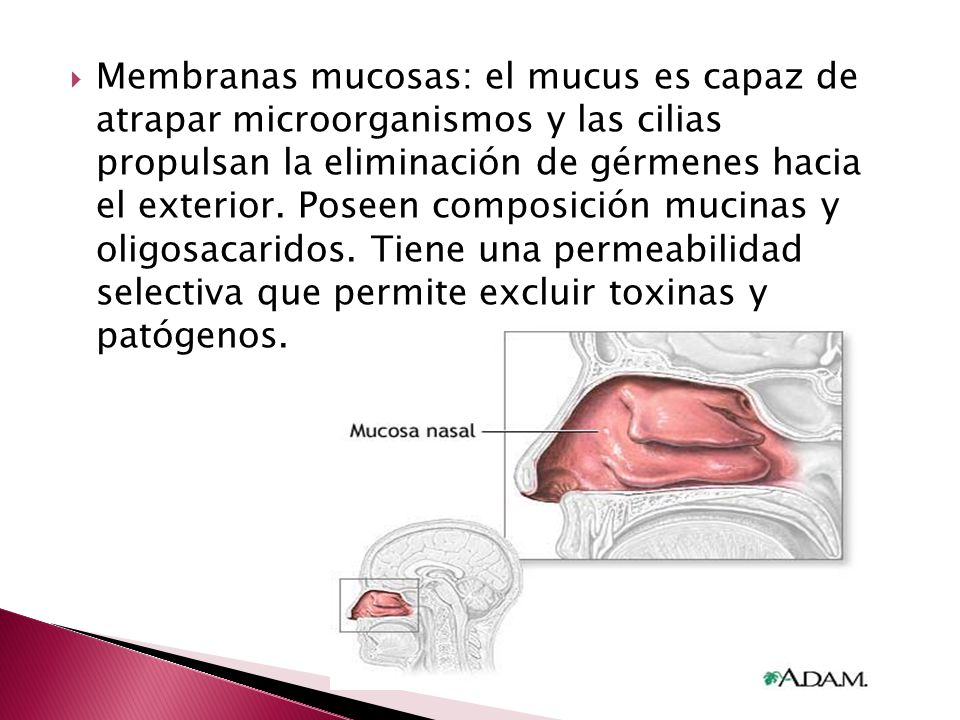 Membranas mucosas: el mucus es capaz de atrapar microorganismos y las cilias propulsan la eliminación de gérmenes hacia el exterior.