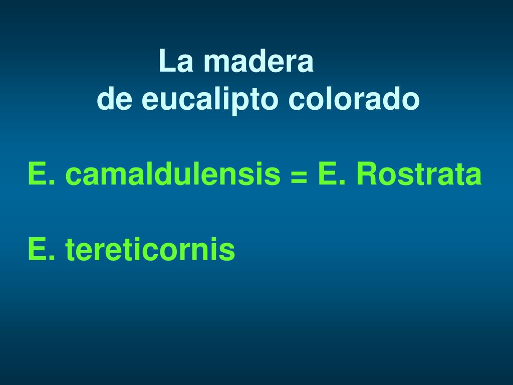 La madera de eucalipto colorado E. camaldulensis = E. Rostrata E. tereticornis