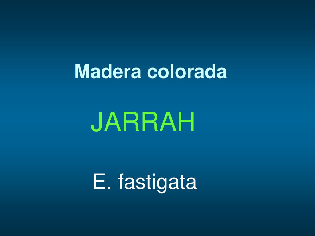 Madera colorada JARRAH E. fastigata