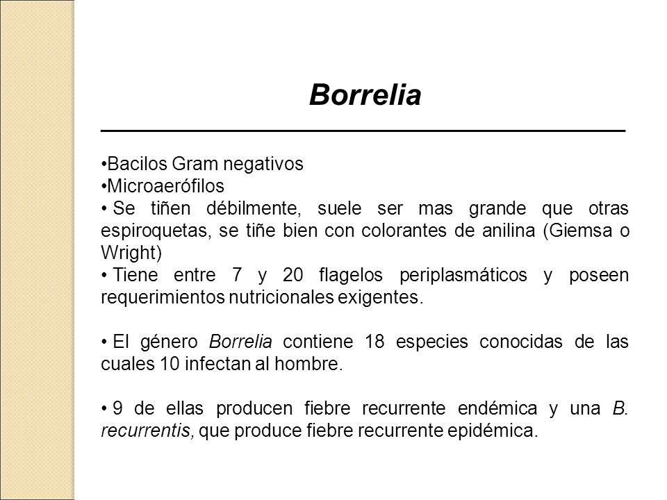 Borrelia Bacilos Gram negativos Microaerófilos