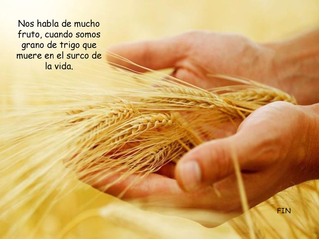 Nos habla de mucho fruto, cuando somos grano de trigo que muere en el surco de la vida.