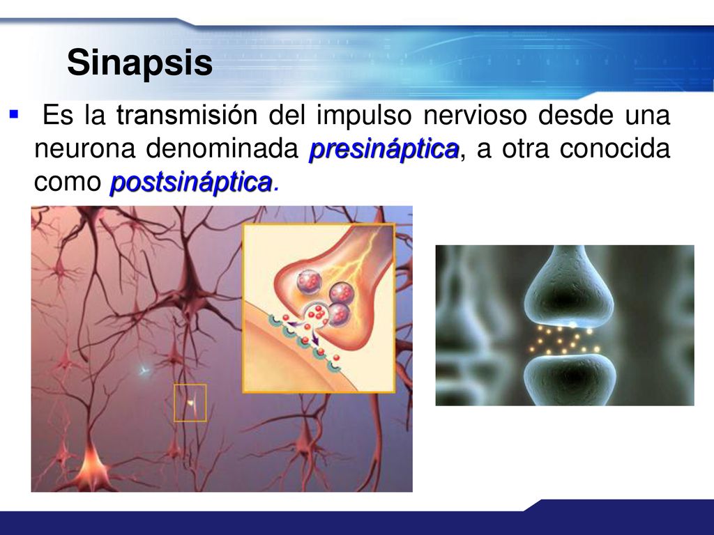 Sinapsis Es la transmisión del impulso nervioso desde una neurona denominada presináptica, a otra conocida como postsináptica.