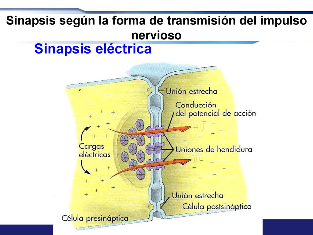 Sinapsis según la forma de transmisión del impulso nervioso