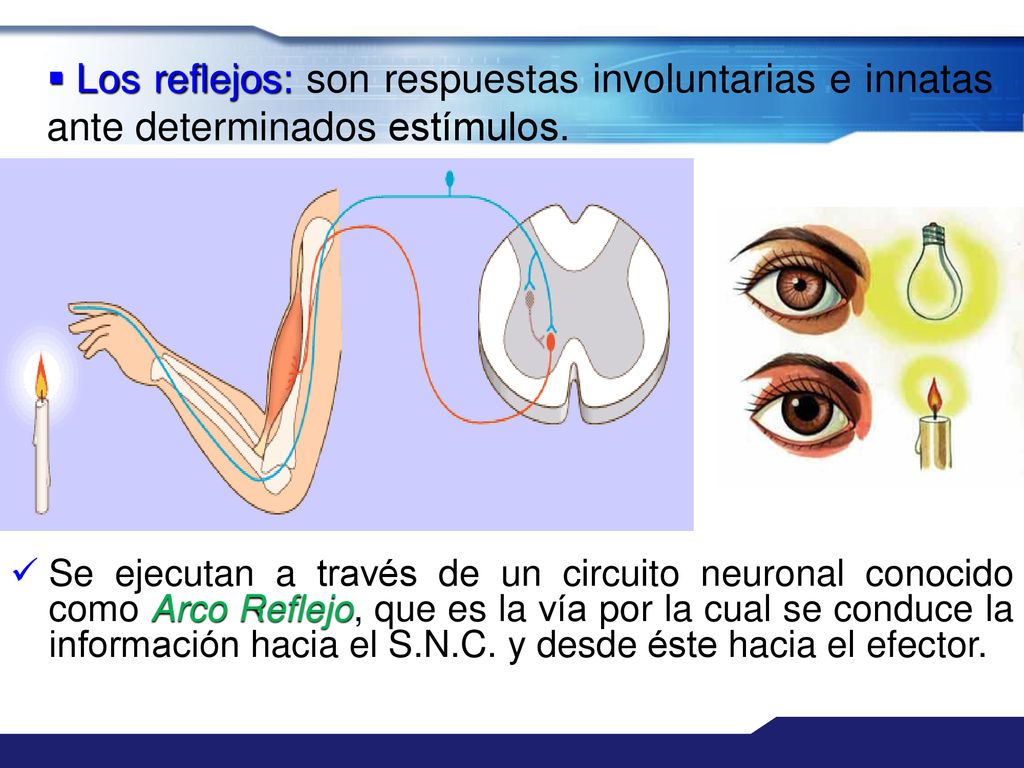 Los reflejos: son respuestas involuntarias e innatas ante determinados estímulos.