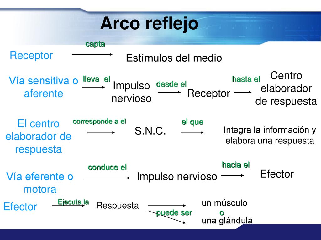 Arco reflejo Receptor Estímulos del medio Centro elaborador