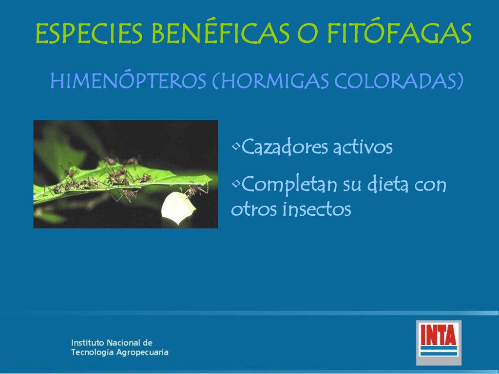 ESPECIES BENÉFICAS O FITÓFAGAS HIMENÓPTEROS (HORMIGAS COLORADAS)