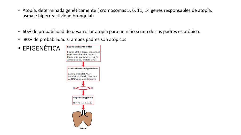 Atopía, determinada genéticamente ( cromosomas 5, 6, 11, 14 genes responsables de atopía, asma e hiperreactividad bronquial)