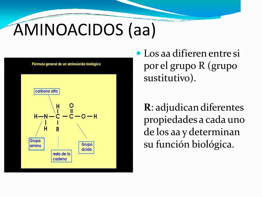 AMINOACIDOS (aa) Los aa difieren entre si por el grupo R (grupo