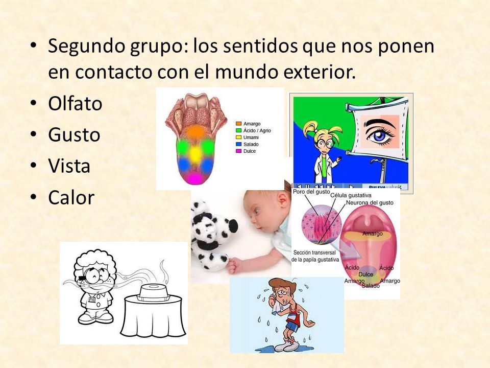 Segundo grupo: los sentidos que nos ponen en contacto con el mundo exterior.