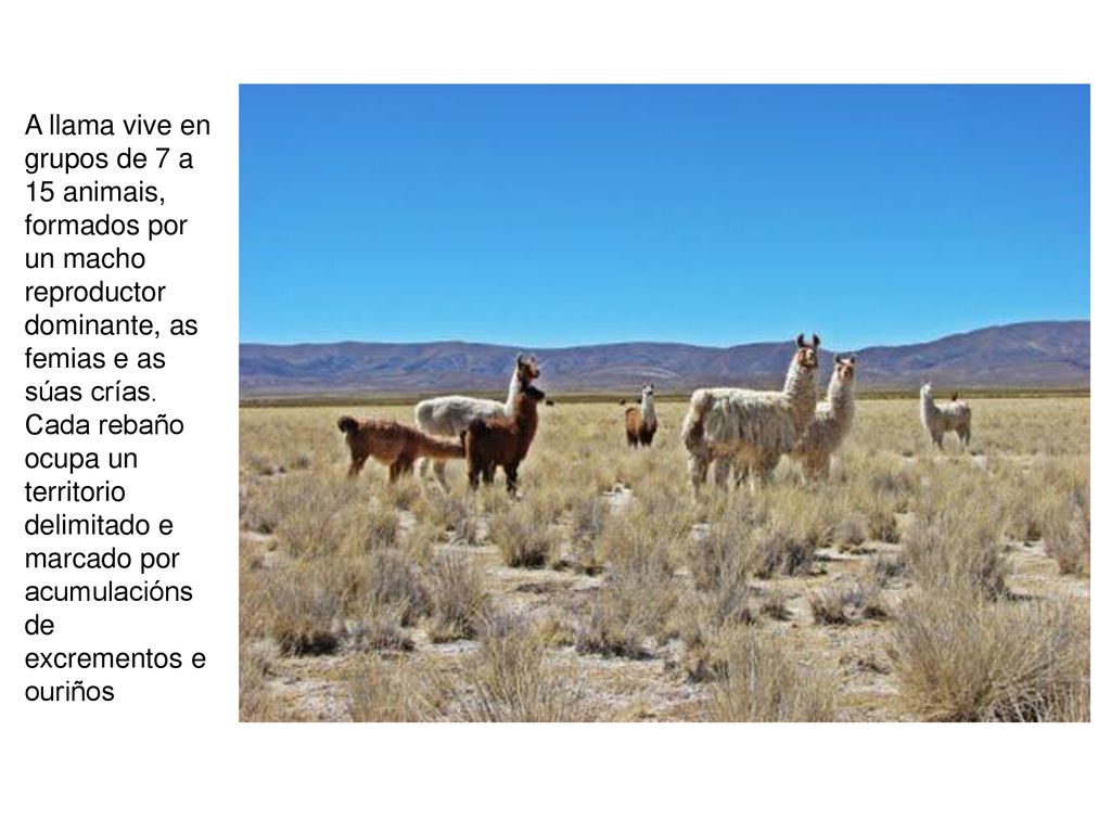 A llama vive en grupos de 7 a 15 animais, formados por un macho reproductor dominante, as femias e as súas crías.